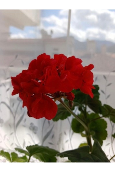 ATABEY ÇİÇEK Kırmızı Açan Sardunya Çiçeği Pelargonium Grandiflorum
