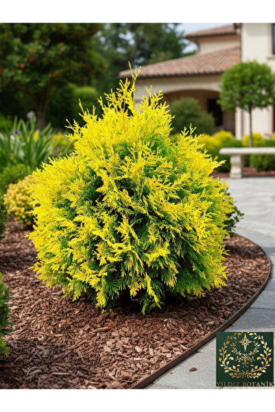 YILDIZ BOTANİK Sunkist Top Mazı Bitkisi Thuja Occidentalis Sunkist Fidanı 20-...
