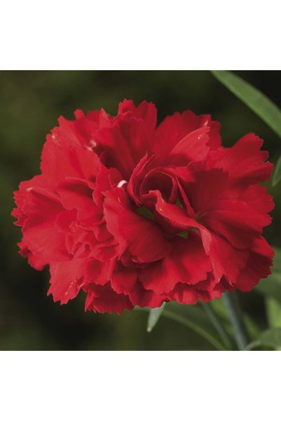 Gardina Karanfil Fidesi Scarlet 1 Adet