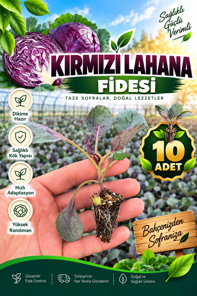 Aksu Fide 10 Adet Kırmızı Lahana Fidesi - Dikime Hazır Fide