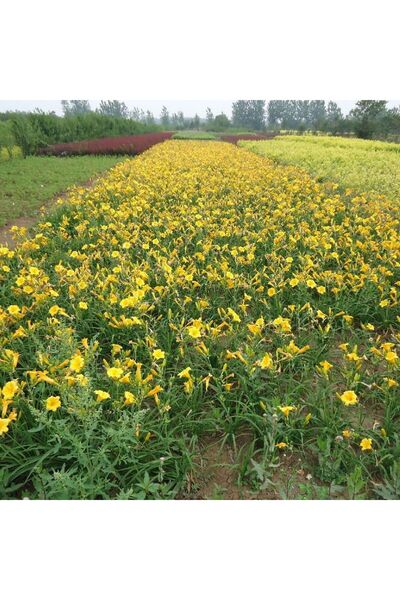 Bloom & Sow Seed بذور زنبق النهار الذهبي، 100 بذرة، زنبق نهاري أصفر دائم لتنس...