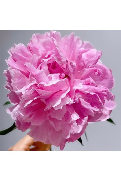 Bloom & Sow Seed بذور الفاوانيا الوردية الساطعة، 100 بذور، فاوانيا مزدوجة بلو...