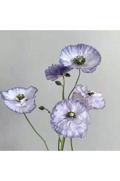 Bloom & Sow Seed بذور الخشخاش الأيسلندي بلون اللافندر، 100 بذرة، زهرة خشخاش أ...