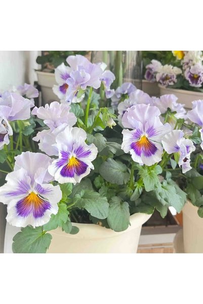 Bloom & Sow Seed بذور زهرة البانسيه بلون اللافندر الفاتح، 100 بذرة، زهرة فيول...