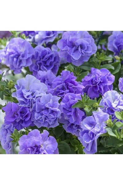 Bloom & Sow Seed بذور بيتونيا مزدوجة بلون اللافندر، 100 بذرة، بيتونيا مزدوجة ...