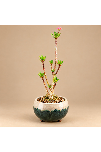 ATLANTE CACTUS Euphorbia Tardieuana - Madagascar’dan bonsai formunda özel tür