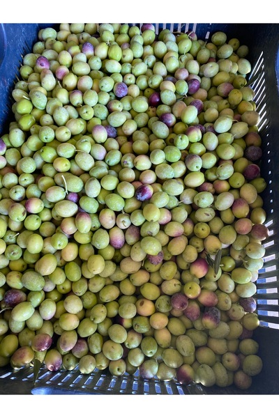 mut incisi zeytin & zeytinyağı Çiğ İşlenmemiş Ham Zeytin Ayvalık Cinsi Net 9 Kg