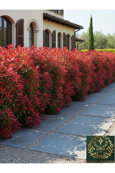 YILDIZ BOTANİK Alev Çalısı Fidanı Çit Bitkisi Photinia Red Robin 80-100 CM - ...