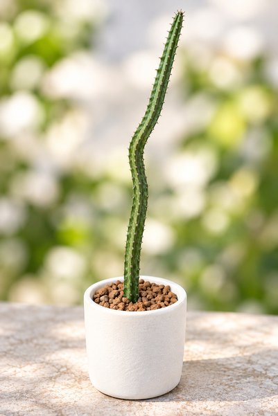 ATLANTE CACTUS Euphorbia Monvillea Spegazzini - Slender Form