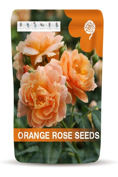 Generic Black Rose Seeds for Planting – Easy-to-Grow Black Rose Flower Seeds ...