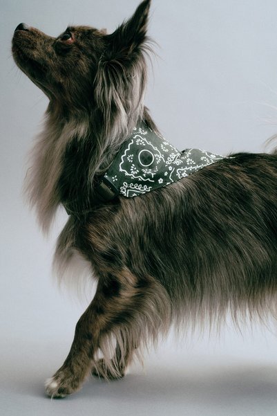 H&M Köpek Atkısı
