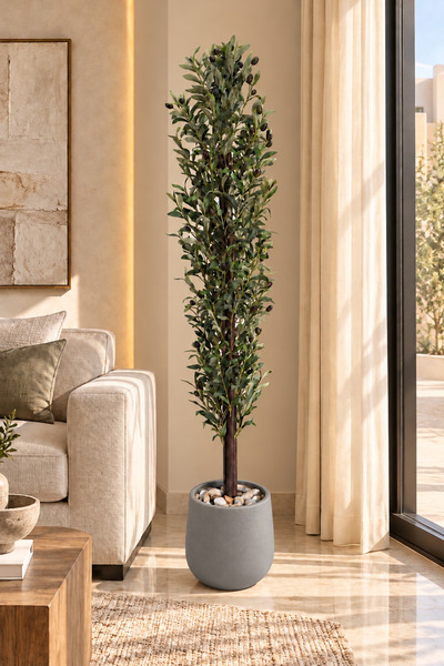 CENTRHOME Olive Tree 165-160cm High with Rootstock
