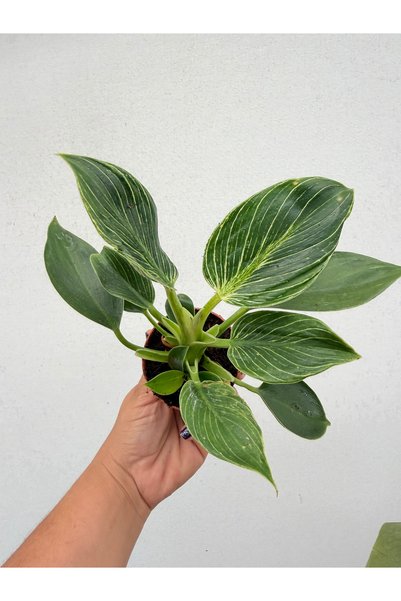 nazlı çiçekçilik Philodendron Birkin İç Mekan Bitkisi