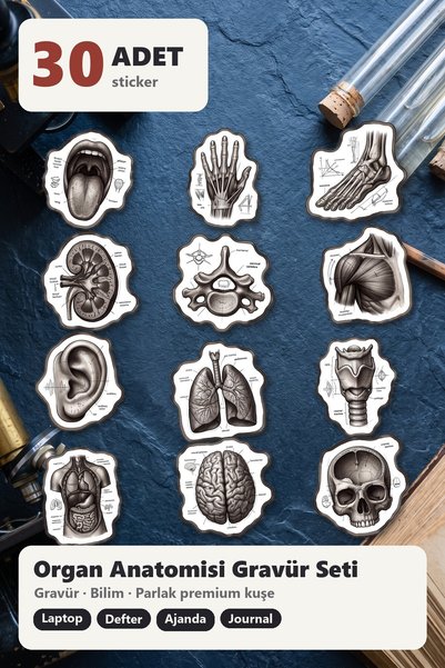 Dekorif 30 Pieces of Historical Anatomy Sticker Set - for Laptop, Agenda and Notebook