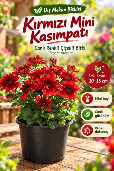 Gardenbox Formlu Kırmızı Mini Kasımpatı Saksılı 10–15 cm – Canlı Renkli Çiçek...