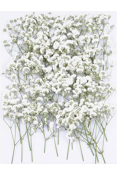 GENERAL 50 Pcs White Baby's Breath Dried Pressed Flowers for Crafts - Vacuum-...