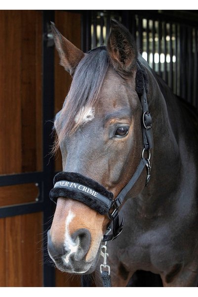 Harry's Horse Cuvinte de cântărețe Haryys Horse Citate Șa de cal cu blană PON...