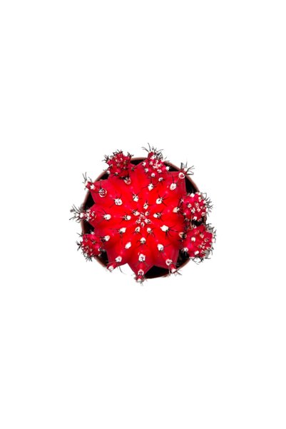 Betonish Gymnocalycium Mihanovichii - Kırmızı