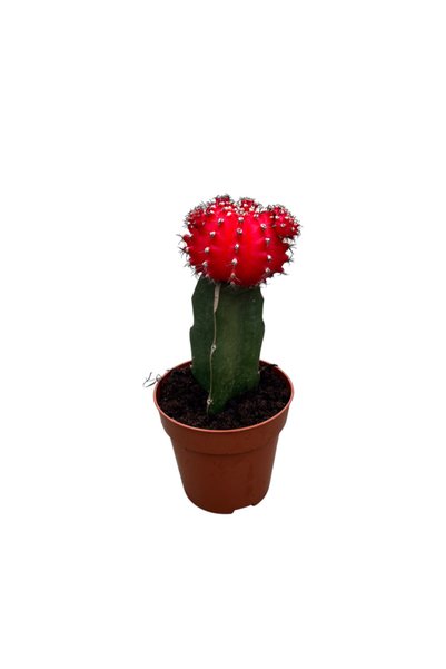 Betonish Gymnocalycium Mihanovichii - Kırmızı