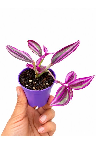 nazlı çiçekçilik Tradescantia Zebrina Mini – Telgraf Çiçeği