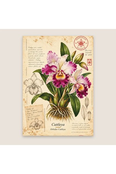 OEM Felicitare botanică cu orhidee Cattleya – Colecția de orhidee
