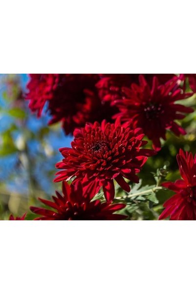 Bordo İri Kasımpatı Çiçeği 40Cm-60Cm - Krizantem