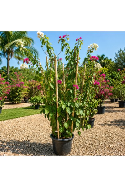 Generic Bougainvillea Tall - 160CM TO 180CM