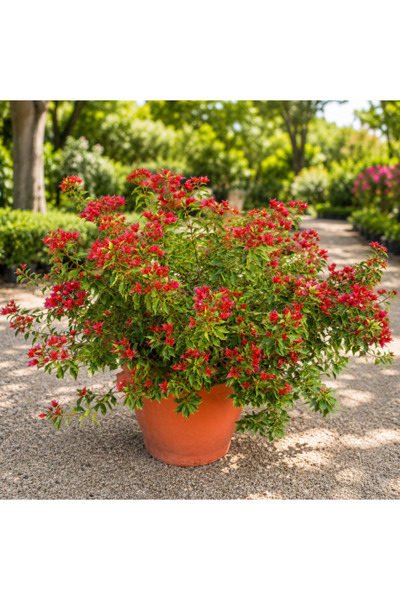 Generic Bougainvillea Tomato Red Bushy - 80CM TO 100CM