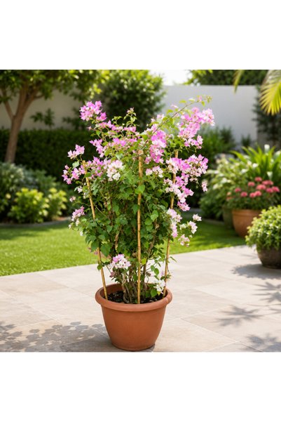Generic Bougainvillea White Strawberry Tall - 140CM TO 150CM