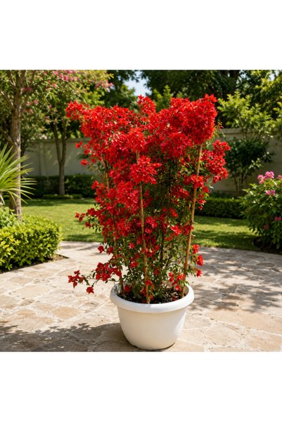 Generic Bougainvillea Tomato Red Tall - 140CM TO 150CM