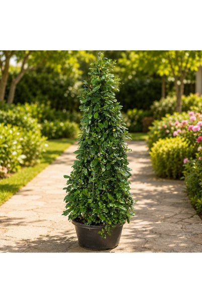 Generic Carmona Retusa - 80CM TO 100CM