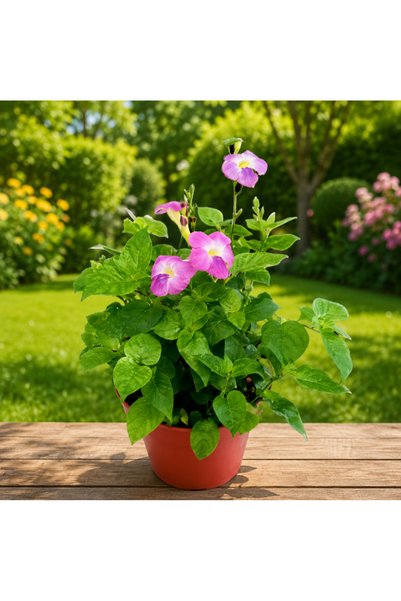 Generic Chinese Violet Green - 5CM TO 10CM