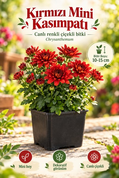 serada decor & plant Kırmızı Mini Kasımpatı Saksılı 10–15 cm – Canlı Renkli Çiçekli Bitki Chrysanthemum