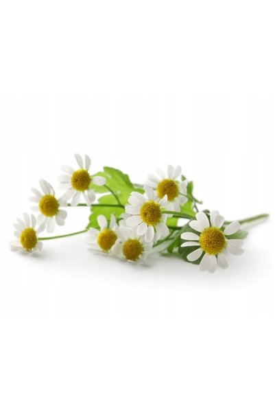 Equiherbs Rumianek flori uscate EKO-bag 2500g