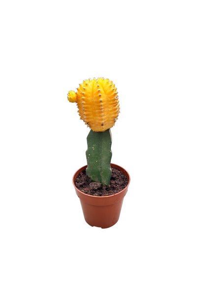 Betonish Gymnocalycium Mihanovichii - Sarı