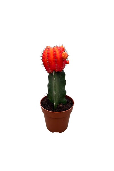 Betonish Gymnocalycium Mihanovichii - Turuncu