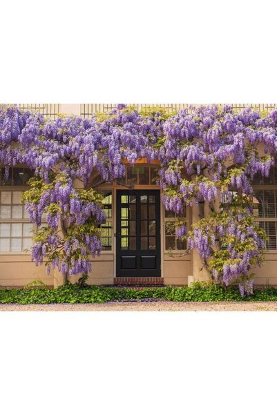 Tunç Botanik MOR SALKIM 'Wisteria Sinensis' / 100-120 CM SARILICI ÇİÇEKLİ BİTKİ