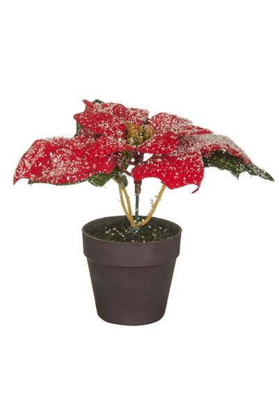SHOPIENS Ghiveci Decorativ Craciun Craciunita Ninsa 14cm Shopiens®