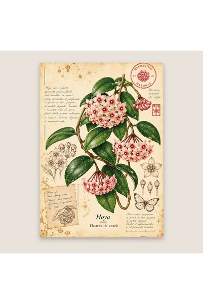 OEM Felicitare Botanică cu Floare de Ceară – Colecția Botanică