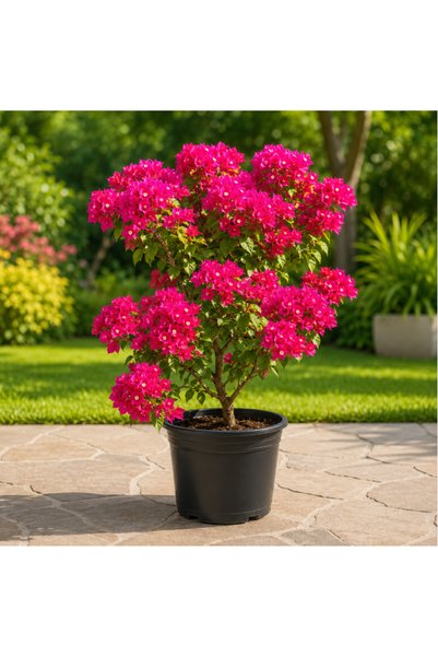 Generic Bougainvillea (Pink Pixie) - 40CM TO 60CM