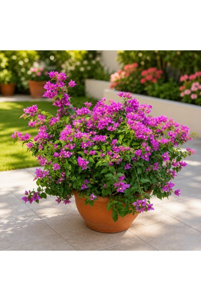Generic Bougainvillea Alexandra Bushy - 80CM TO 100CM