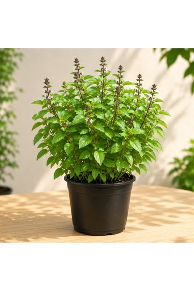 Generic Basil Persian (Rayhan)
