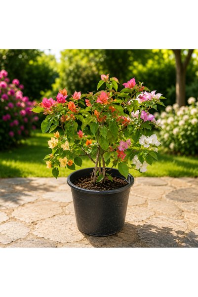 Generic Bougainvillea Medium MIX - 40CM TO 50CM