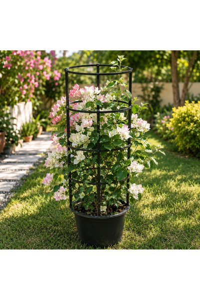 Generic Bougainvillea White strawberry - 60CM TO 80CM