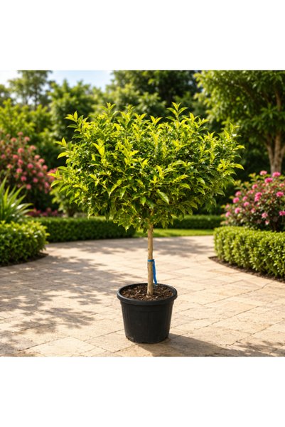 Generic Citrus Lemon Spain - 160CM TO 180CM