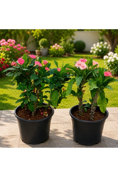 Generic Christ Plant - 30CM TO 40CM