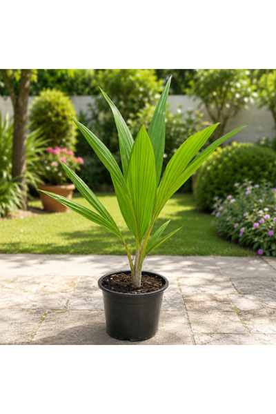 Generic Coconut Tree – Thailand - 80CM TO 100CM