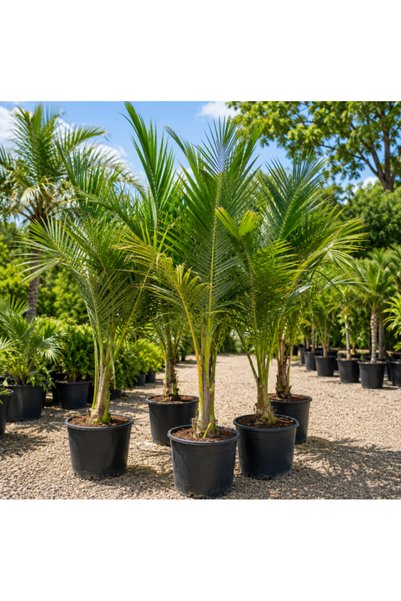 Generic Coconut Tall Tree - 3MTR TO 4MTR