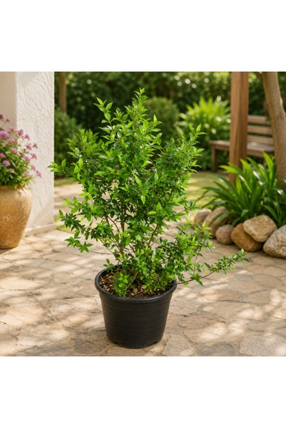 Generic Common Myrtle - 80CM TO 100CM