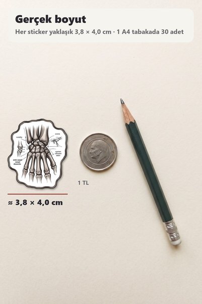 Dekorif 30 Pieces of Historical Anatomy Sticker Set - for Laptop, Agenda and Notebook